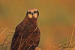 Saz delicesi / Circus aeruginosus / Western marsh-harrier 